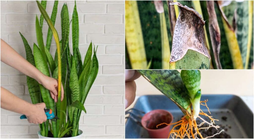 Common Happy Plant Issues and How to Troubleshoot Them