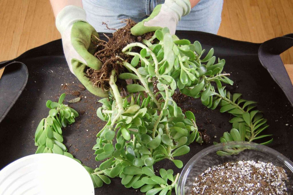 Common Happy Plant Issues and How to Troubleshoot Them
