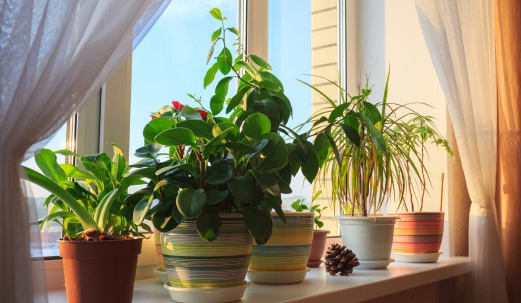 Incorporating the Happy Plant into Home Decor: Tips and Tricks