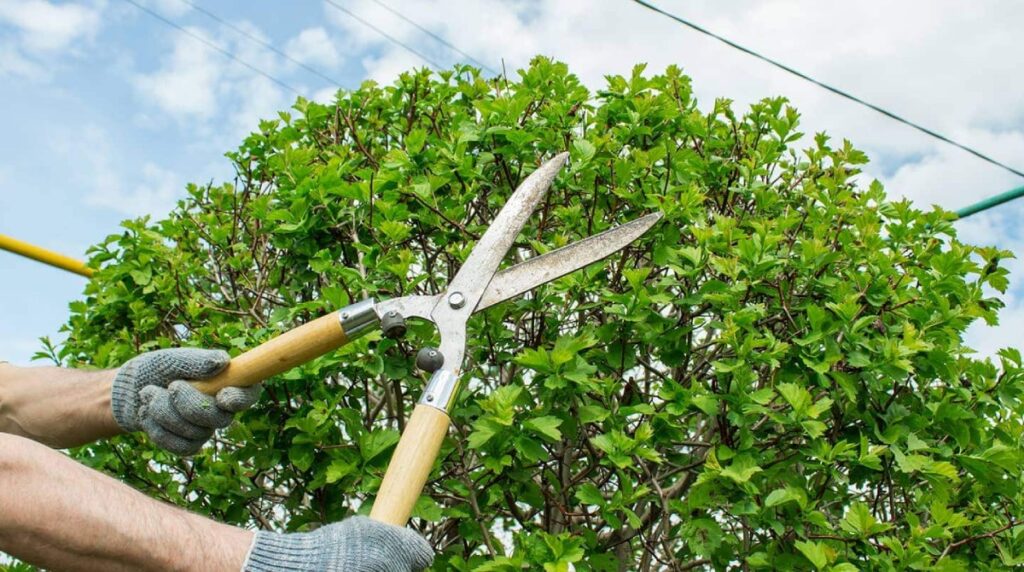 hedge pruning services near me