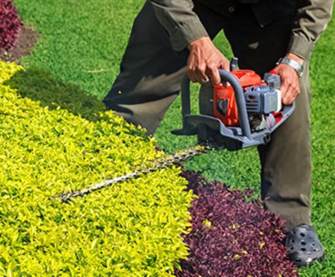 Hedge Trimming Basics: How to Keep Your Garden Looking Sharp