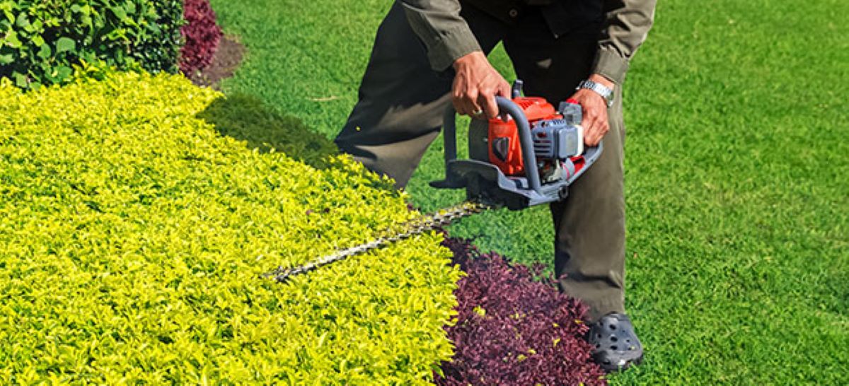 Hedge Trimming Basics: How to Keep Your Garden Looking Sharp