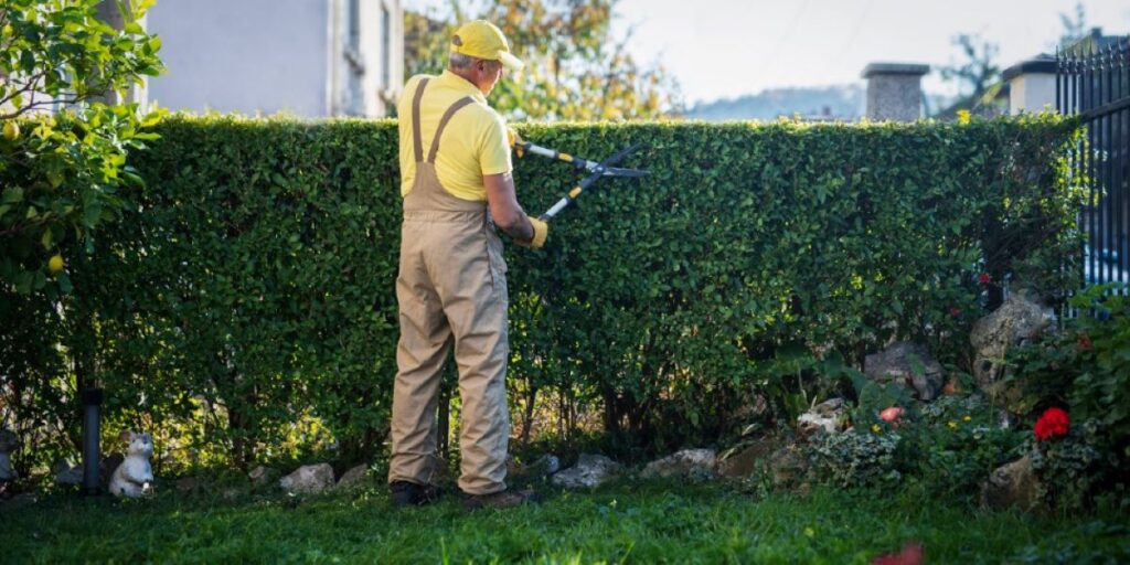 hedge trimming service