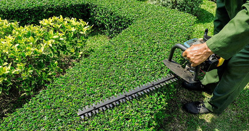 hedge pruning services near me