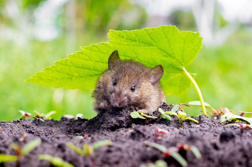 pests-rats