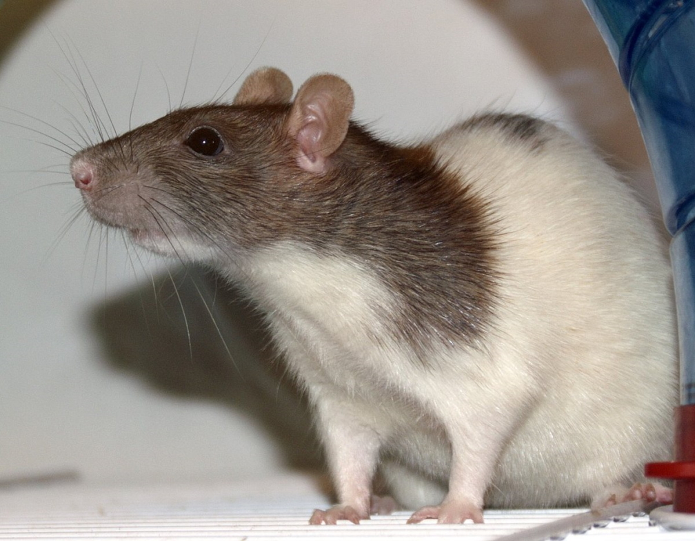 pests-rats