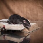 Signs You Need Rodent Control in Sydney Before Damage Occurs
