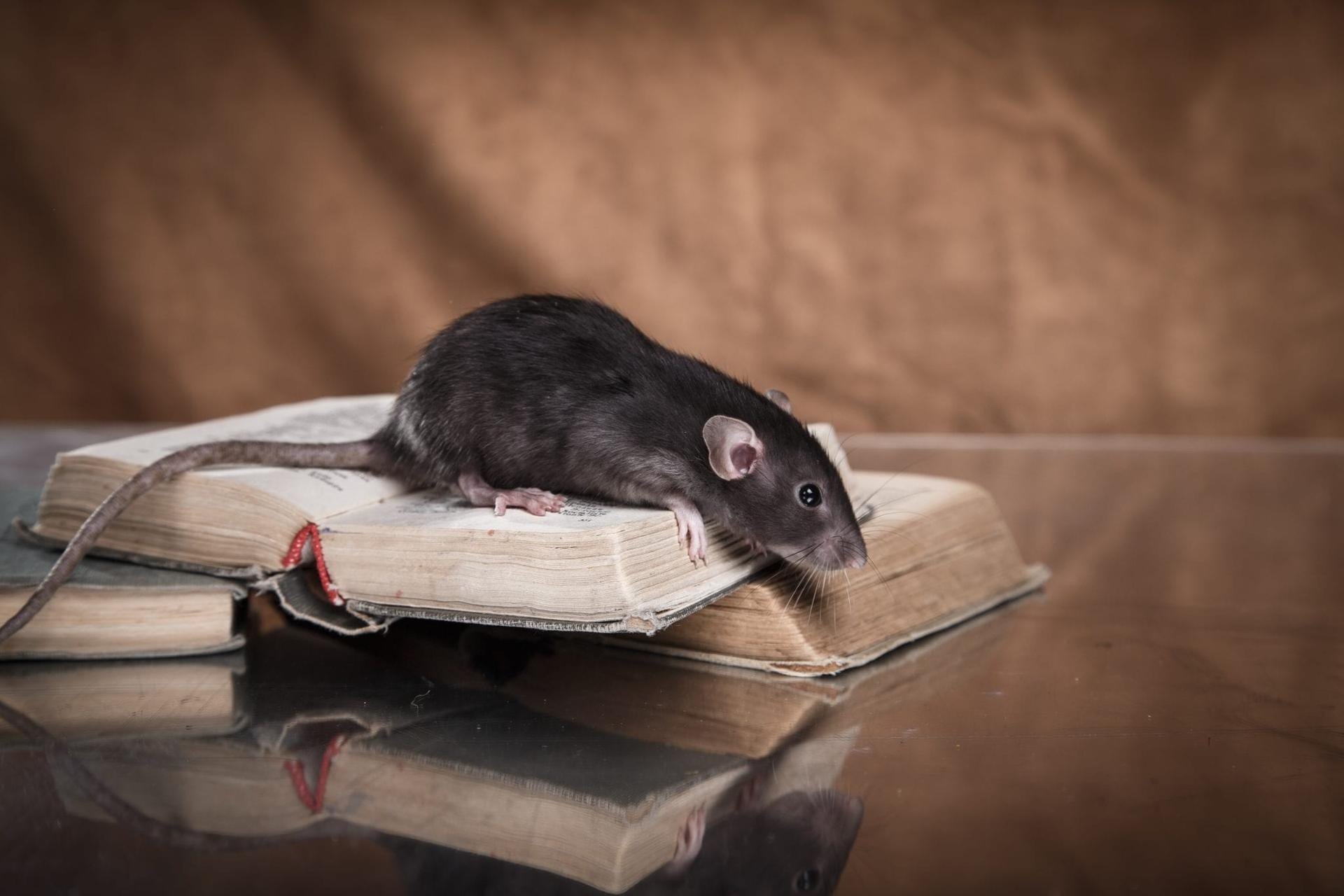 Signs You Need Rodent Control in Sydney Before Damage Occurs