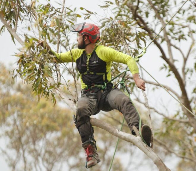 Why Experienced Arborists North Shore Residents Trust Matter