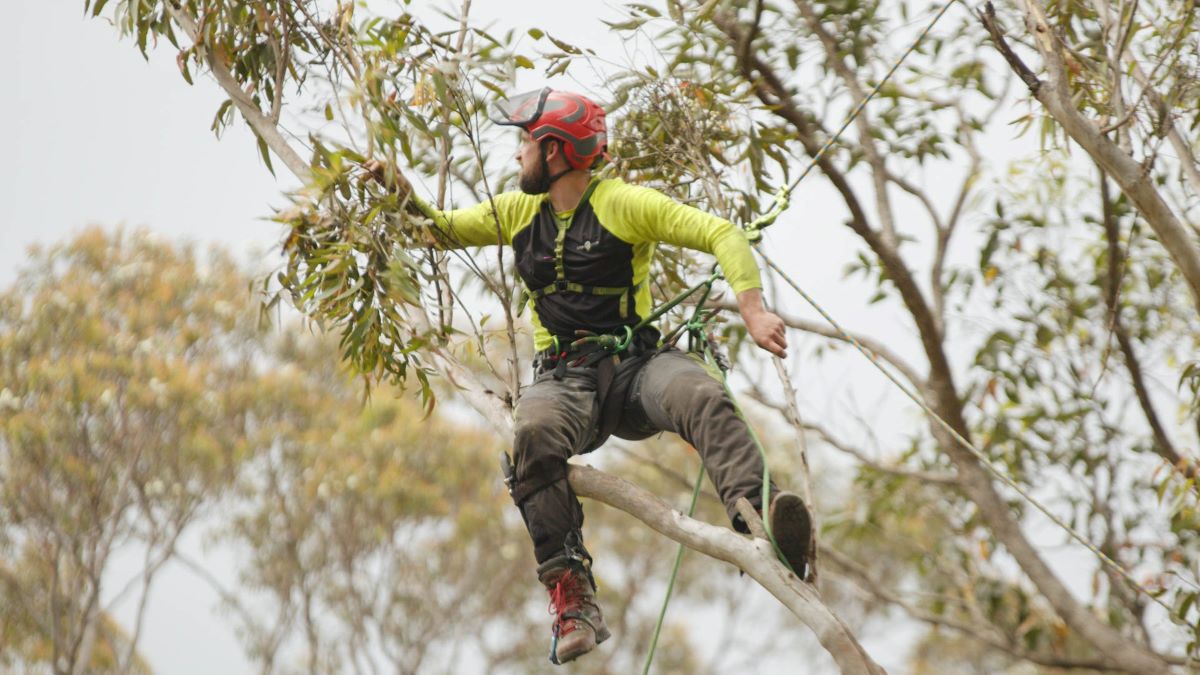 Arborists North Shore